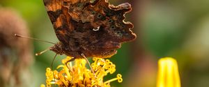 Preview wallpaper butterfly, flower, yellow, brown, macro