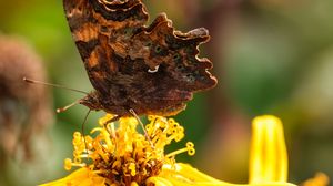 Preview wallpaper butterfly, flower, yellow, brown, macro