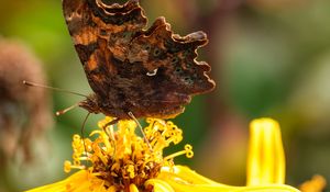 Preview wallpaper butterfly, flower, yellow, brown, macro