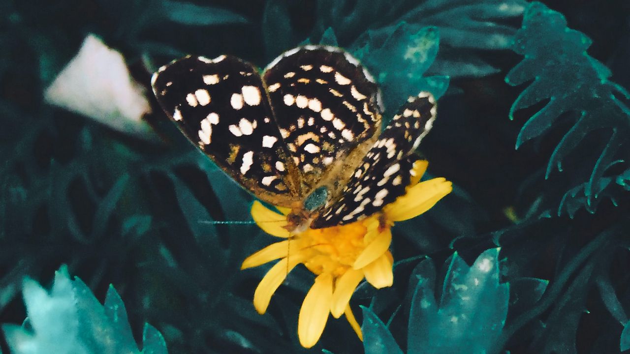 Wallpaper butterfly, flower, yellow