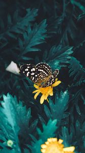 Preview wallpaper butterfly, flower, yellow