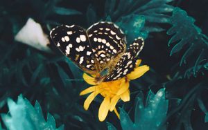 Preview wallpaper butterfly, flower, yellow