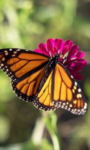 Preview wallpaper butterfly, flower, zinnia, insect, macro