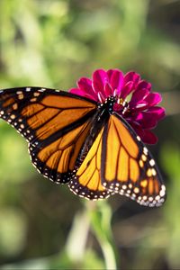 Preview wallpaper butterfly, flower, zinnia, insect, macro