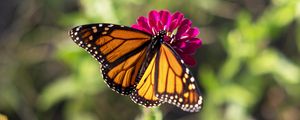 Preview wallpaper butterfly, flower, zinnia, insect, macro