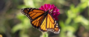 Preview wallpaper butterfly, flower, zinnia, insect, macro