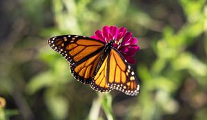 Preview wallpaper butterfly, flower, zinnia, insect, macro