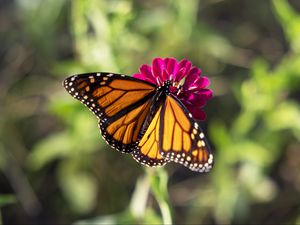 Preview wallpaper butterfly, flower, zinnia, insect, macro