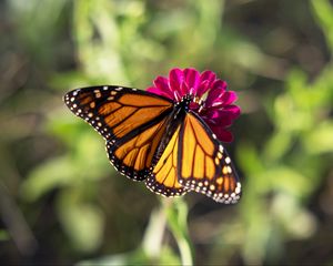 Preview wallpaper butterfly, flower, zinnia, insect, macro