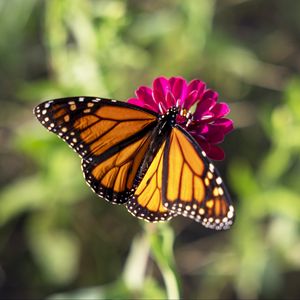 Preview wallpaper butterfly, flower, zinnia, insect, macro