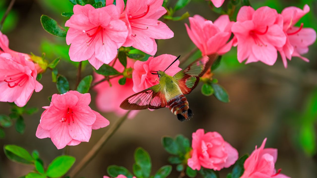 Wallpaper butterfly, flowers, azalea, wings, insect, garden, petals