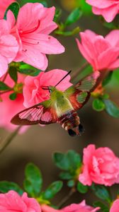 Preview wallpaper butterfly, flowers, azalea, wings, insect, garden, petals