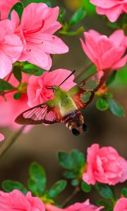 Preview wallpaper butterfly, flowers, azalea, wings, insect, garden, petals