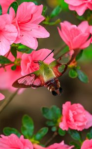 Preview wallpaper butterfly, flowers, azalea, wings, insect, garden, petals