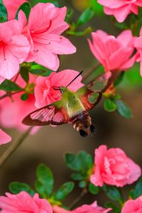 Preview wallpaper butterfly, flowers, azalea, wings, insect, garden, petals