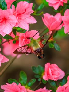 Preview wallpaper butterfly, flowers, azalea, wings, insect, garden, petals