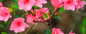 Preview wallpaper butterfly, flowers, azalea, wings, insect, garden, petals