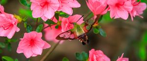 Preview wallpaper butterfly, flowers, azalea, wings, insect, garden, petals