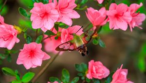 Preview wallpaper butterfly, flowers, azalea, wings, insect, garden, petals