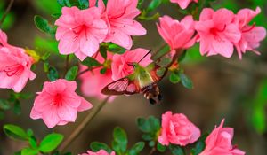 Preview wallpaper butterfly, flowers, azalea, wings, insect, garden, petals