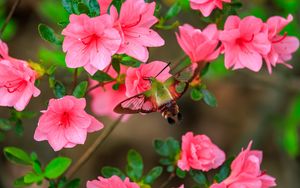 Preview wallpaper butterfly, flowers, azalea, wings, insect, garden, petals