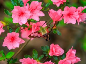 Preview wallpaper butterfly, flowers, azalea, wings, insect, garden, petals