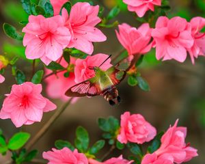 Preview wallpaper butterfly, flowers, azalea, wings, insect, garden, petals
