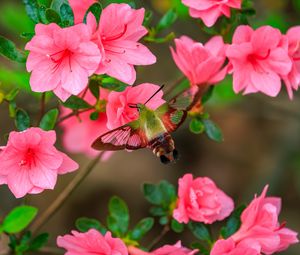 Preview wallpaper butterfly, flowers, azalea, wings, insect, garden, petals