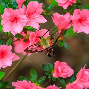 Preview wallpaper butterfly, flowers, azalea, wings, insect, garden, petals