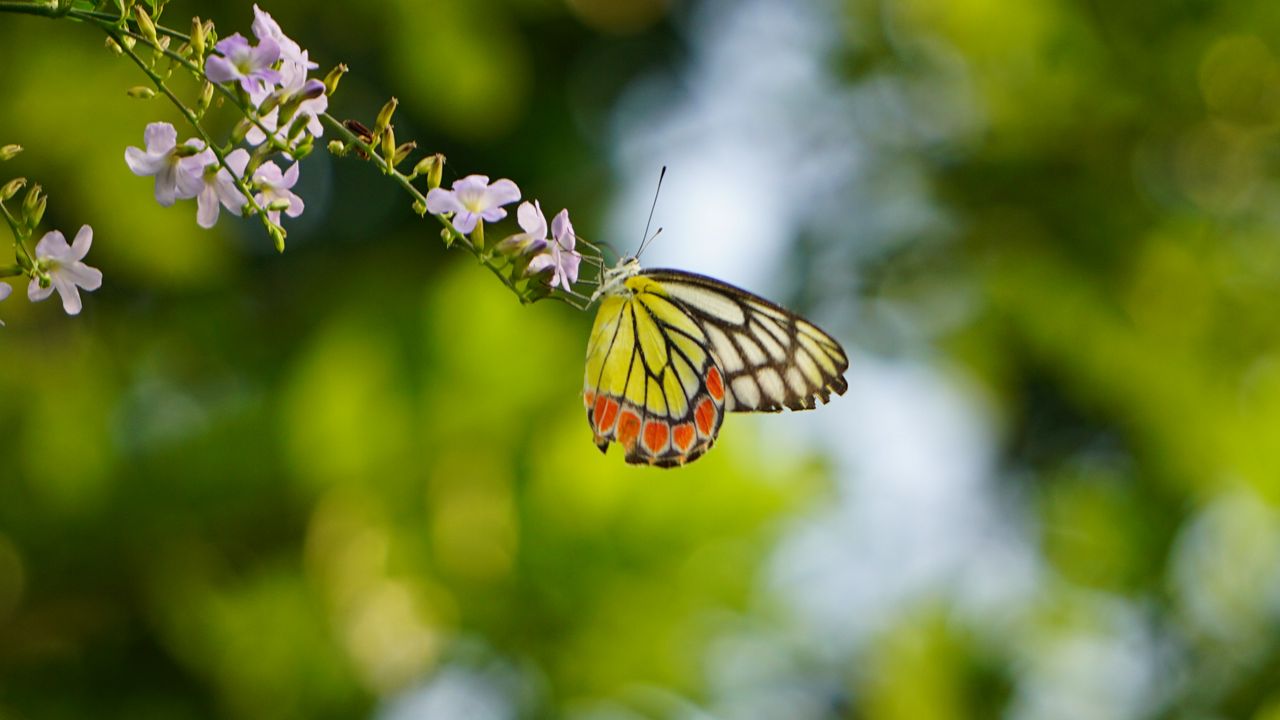Wallpaper butterfly, flowers, branch, macro, blur