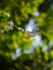 Preview wallpaper butterfly, flowers, branch, macro, blur