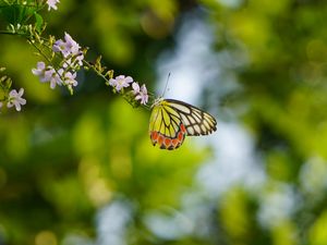 Preview wallpaper butterfly, flowers, branch, macro, blur