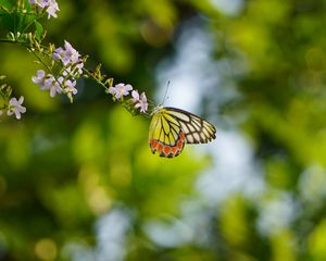 Preview wallpaper butterfly, flowers, branch, macro, blur