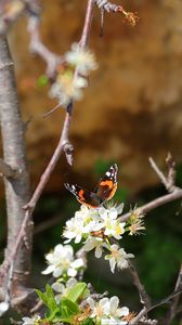 Preview wallpaper butterfly, flowers, branch, tree, macro