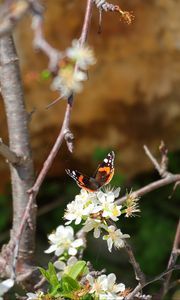 Preview wallpaper butterfly, flowers, branch, tree, macro
