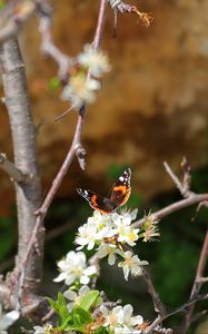 Preview wallpaper butterfly, flowers, branch, tree, macro