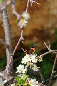 Preview wallpaper butterfly, flowers, branch, tree, macro