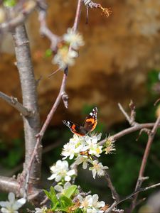 Preview wallpaper butterfly, flowers, branch, tree, macro