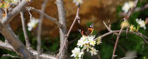 Preview wallpaper butterfly, flowers, branch, tree, macro