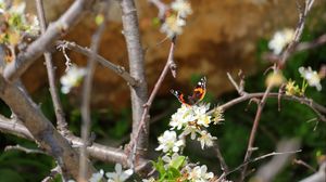 Preview wallpaper butterfly, flowers, branch, tree, macro