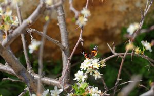 Preview wallpaper butterfly, flowers, branch, tree, macro