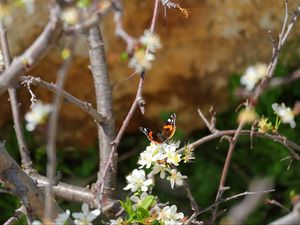 Preview wallpaper butterfly, flowers, branch, tree, macro