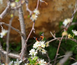 Preview wallpaper butterfly, flowers, branch, tree, macro