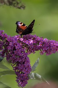 Preview wallpaper butterfly, flowers, branches, macro