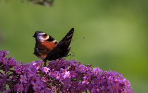 Preview wallpaper butterfly, flowers, branches, macro