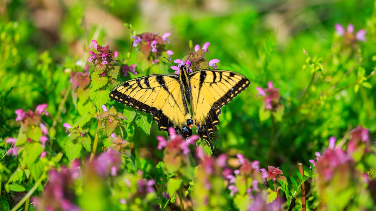 Wallpaper butterfly, flowers, bright, glare, macro
