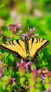 Preview wallpaper butterfly, flowers, bright, glare, macro