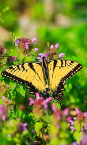 Preview wallpaper butterfly, flowers, bright, glare, macro