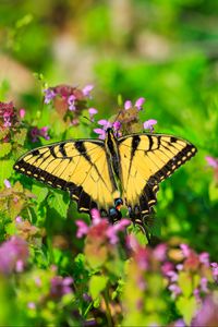 Preview wallpaper butterfly, flowers, bright, glare, macro