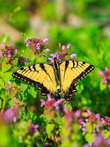 Preview wallpaper butterfly, flowers, bright, glare, macro